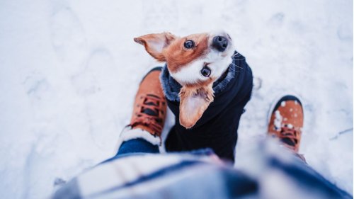 Wann und warum Hundemäntel im Winter sinnvoll sein können