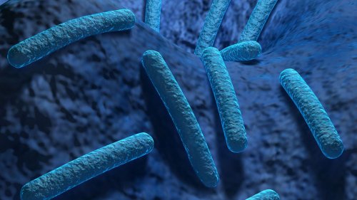 Wie bekämpft unser Körper Bakterien?