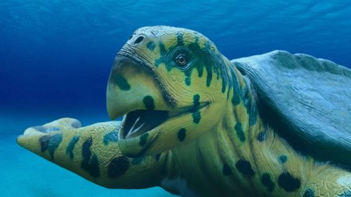 Fossil einer gigantischen Meeresschildkröte in Europa entdeckt