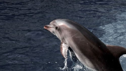 Tausende Delfine im Schwarzen Meer wegen Kriegs verendet