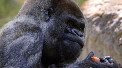 Der älteste männliche Gorilla der Welt ist gestorben