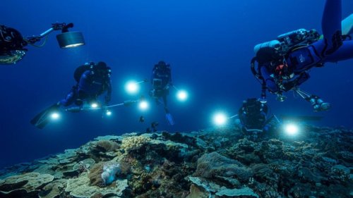 Forschende entdecken spektakuläres Korallenriff vor Tahiti