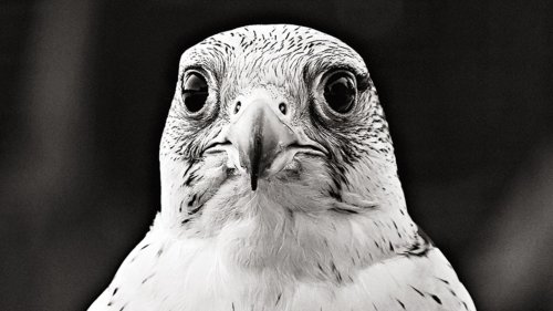 Fotoprojekt zu gefiederten Charakterköpfen: Faszinierende Vögel im Porträt