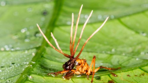 Cordyceps Infiziert, gesteuert, getötet: Wie ein Pilz das Verhalten von Ameisen kontrolliert