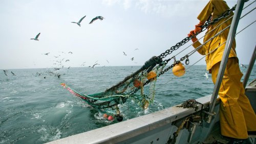 Fischerei mit Schleppnetzen verursacht womöglich Milliardenschäden