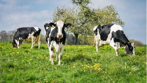 Was den Kuhfladen zum unverzichtbaren Biotop macht – und warum er bedroht ist (GEOplus)