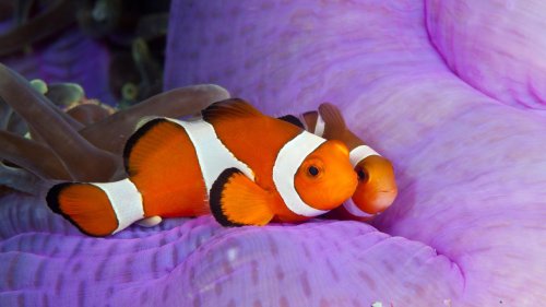 Klimastress Hitzewellen lassen Clownfische schrumpfen – im Paar sogar synchron
