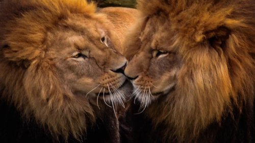 Homosexualität im Tierreich: Ganz gewöhnlich – und ganz schön sinnvoll (GEOplus)