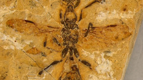 Evolution 113 Millionen Jahre alt: Was wir vom ältesten Ameisenfossil der Welt lernen können