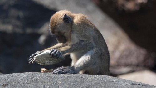 Überraschende Corona-Folge: Als die Touristen ausblieben, nutzten Makaken erstmals Werkzeuge