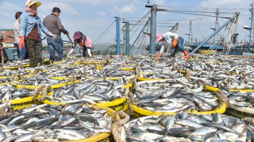 Überfischung der Weltmeere nimmt zu – WWF warnt vor "Katastrophe"