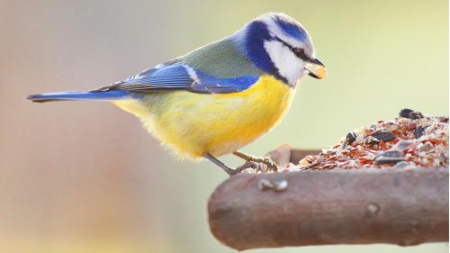 Vögel füttern im Winter: 4 Tipps für Tierfreunde