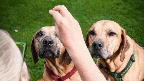 Verhaltenstraining: Drei Signale, die jeder Hund verstehen sollte (GEOplus)