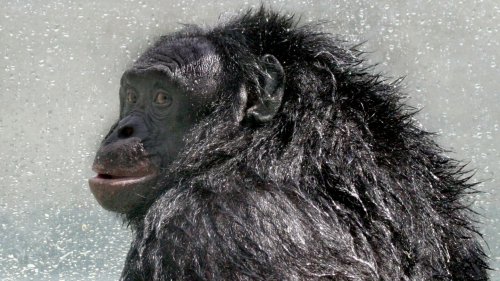 Zum Tod von Bonobo "Kanzi": Das Sprachgenie, das Minecraft spielte