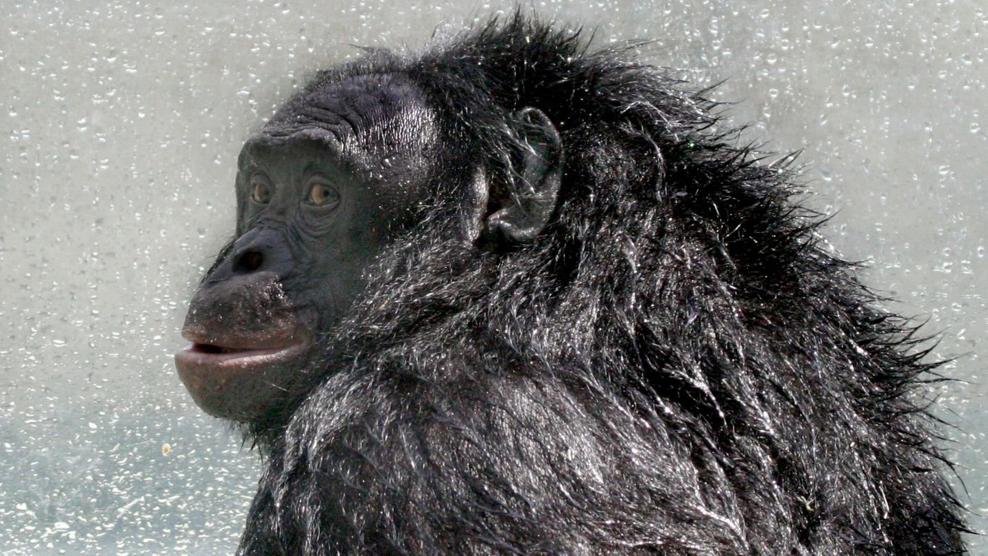Außergewöhnlicher Affe Zum Tod von Bonobo "Kanzi": Das Sprachgenie, das Minecraft spielte