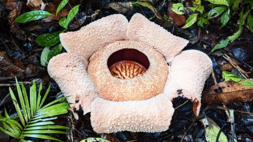 Größte und stinkendste Blume der Welt droht auszusterben