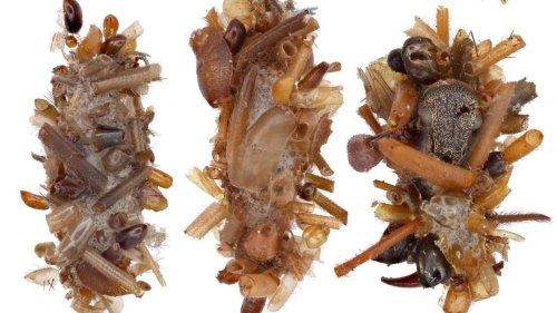 Knochensammlerin Makabere Mode: Diese Raupe schmückt sich mit Körperteilen ihrer Opfer