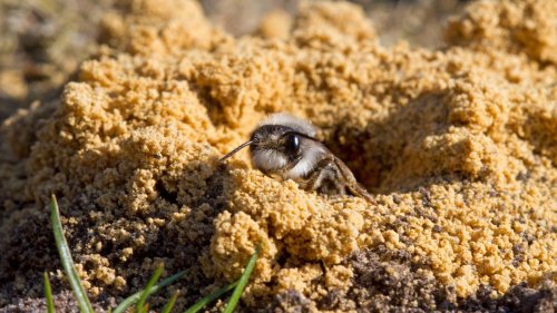 Nisthilfe Viele Wildbienen sind Bodennister: So baut man ihnen ein Sandarium