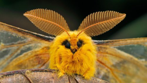 Naturfotos Von wegen unscheinbar: Die bizarr-bunte Welt der Nachtfalter