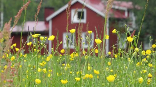 11 Gründe, warum die Menschen in Finnland so glücklich sind