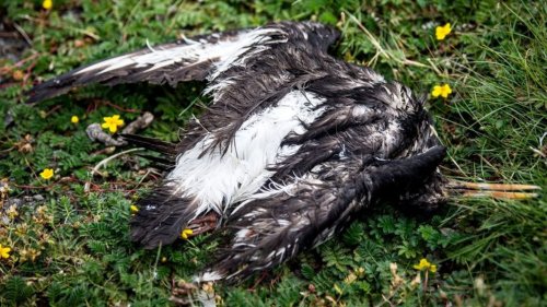 Vogelgrippe in "ganz neuer Qualität" – Sorge um menschliche Gesundheit