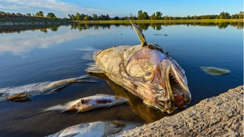 Fischsterben in der Oder: Giftiges Quecksilber womöglich Ursache