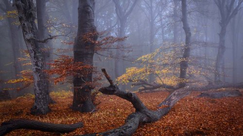 Geheimnisvolle Buchenwälder: die schönsten Fotos