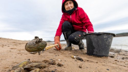 Quagga-Muschel breitet sich aus – mit drastischen Folgen für die Ökosysteme