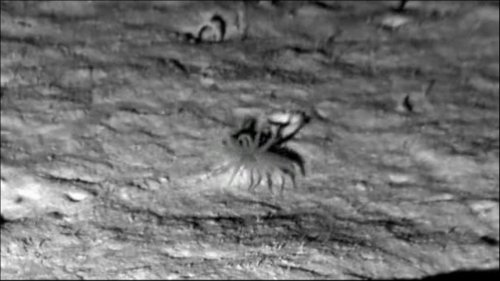 Meeresgrund Forschende filmen seltene Anemone in 4000 Meter Tiefe