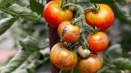 Die 5 häufigsten Tomatenkrankheiten - und wie man sie erkennt