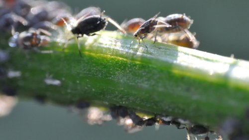 Blattläuse bekämpfen – ganz ohne Chemie