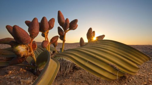 Lebende Steine, schlafende Samen und Wunderpflanzen: Wie Gewächse in der Wüste überleben