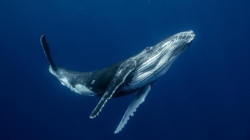 Forschende entschlüsseln, wie Bartenwale ihre Gesänge erzeugen