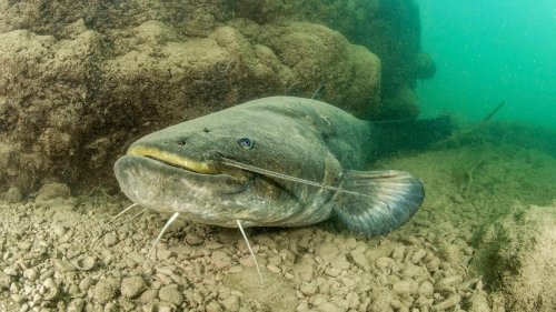 Mehr als zwei Meter lang "Monster" im Gardasee: Greifen Welse Hunde und badende Menschen an?