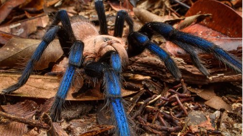 Studie: Weltweiter Handel mit Spinnen und Skorpionen außer Kontrolle