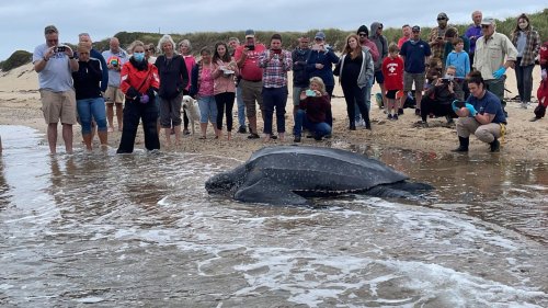 Nach Strandung gerettet: Riesige Meeresschildkröte robbt unter Applaus zurück in den Atlantik