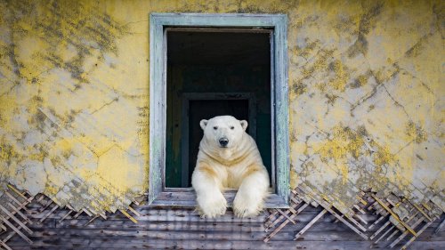 Fotograf entdeckt Eisbären in verlassenen Häusern – und macht zauberhafte Bilder