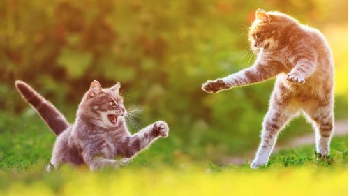 Katzen-Kampf: So erkennen Sie, ob es Spiel oder Ernst ist