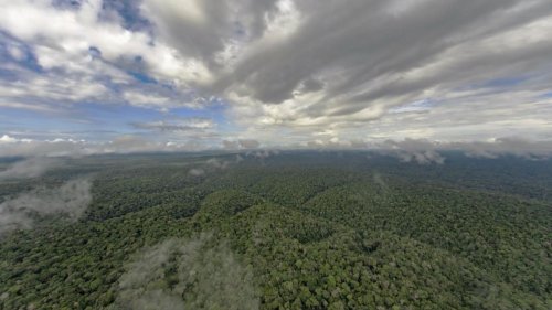 Amazonas-Regenwald: Warum die "Klimaanlage der Erde" so wichtig für uns ist