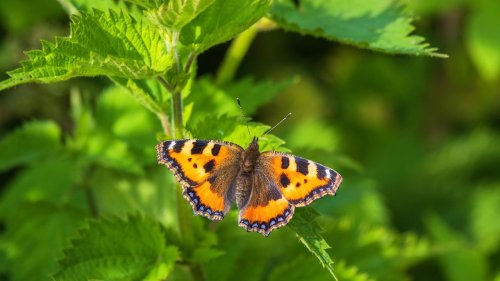 Brennnesseln im Garten stehen lassen - für die Artenvielfalt!
