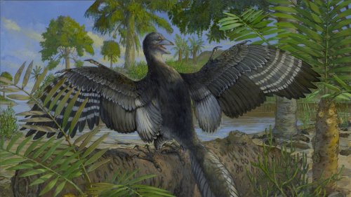 Paläontologie Archaeopteryx durchleuchtet: Analyse offenbart Neues über das Leben des Urvogels