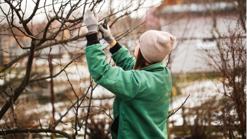 Start ins neue Gartenjahr: Diese Gartenarbeiten sind im Januar fällig
