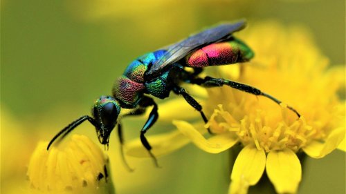 Goldwespen und Prachtkäfer Wildnis statt Beton: Fotografen entdecken Arten-Eldorado mitten in Darmstadt