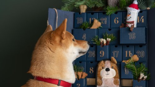 Hunde-Adventskalender 2022: Unsere 4 Favoriten ohne Tierversuche