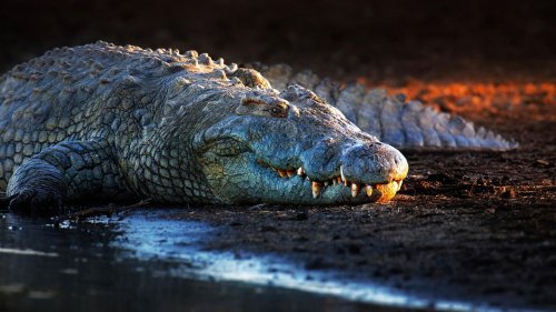 Lebende Fossilien Zehn Wesen, die die Evolution verschlafen haben