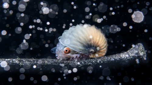 Packend, verblüffend, ästhetisch: Das sind die besten Unterwasserbilder des Jahres