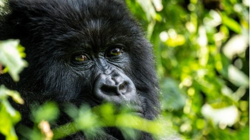 Peter Wohlleben trifft in Ruanda auf Gorillas – und Carapa wohllebenii (GEOplus)