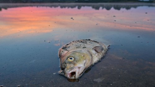 Fischsterben in der Oder: Hoher Salzgehalt und Algen als Ursache identifiziert