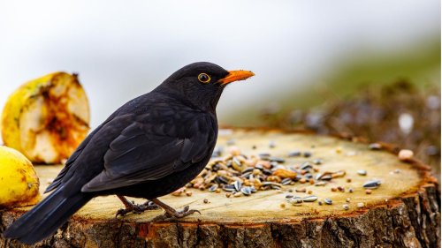 Nicht jeder frisst am Vogelhaus: Warum verschiedene Futterstellen im Garten wichtig sind