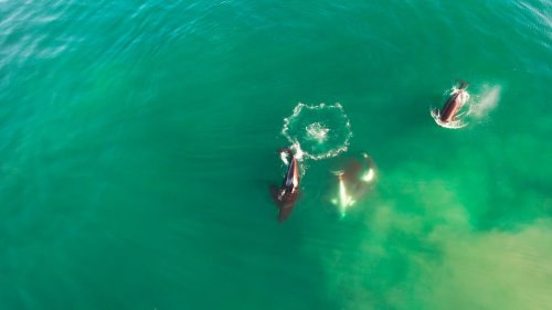 Erstmals dokumentiert: Einzelner Orca tötet Weißen Hai in nur zwei Minuten